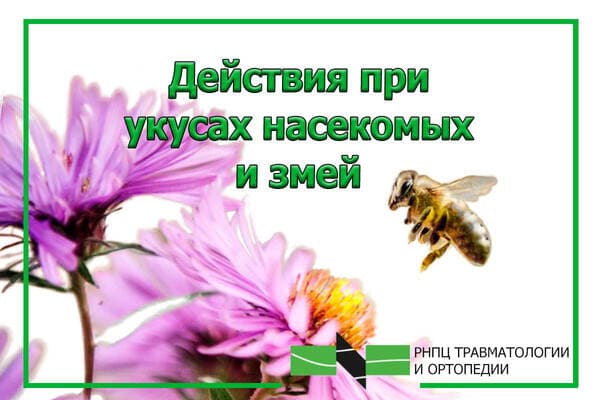 Действия при укусах насекомых и змей